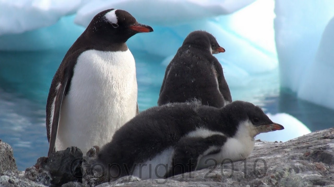 Antarctica.2010.Grabbed.Frame.2