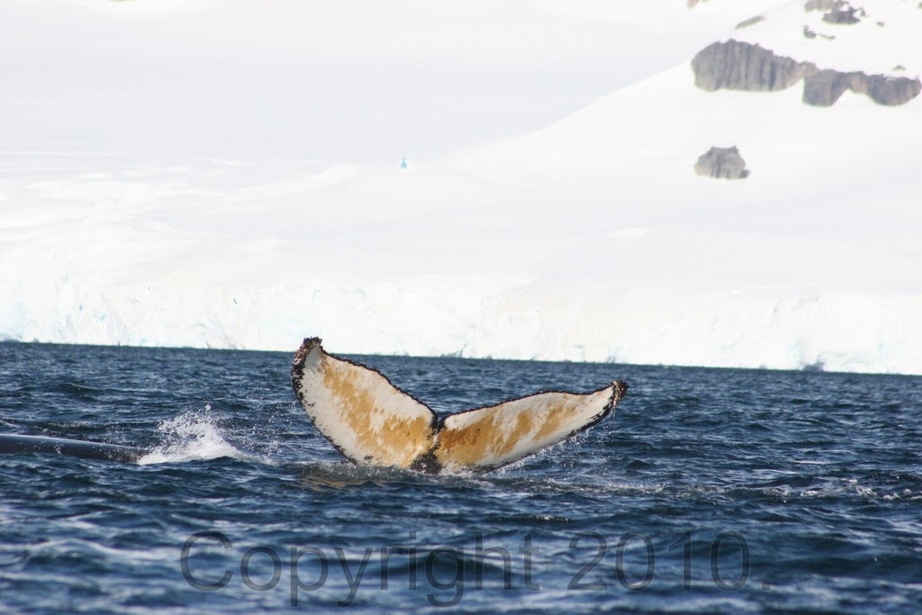 Antarctica.2010.IMG_2891