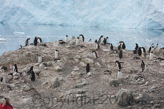 Antarctica.2010.IMG_7485