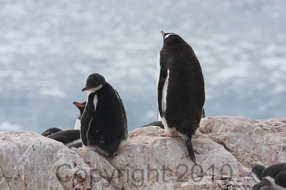 Antarctica.2010.IMG_7487
