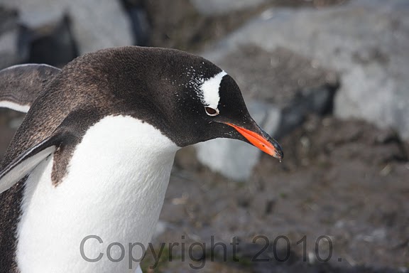 Antarctica.2010.IMG_8020