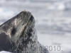 Antarctica.2010.IMG_7675