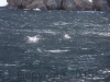 Antarctica.2010.IMG_7705