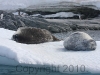 Antarctica.2010.IMG_7922
